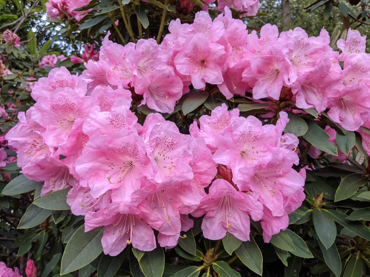 Unnamed hybrid seedling